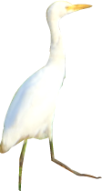 white_bird